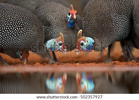 Three Helmeted Guineefowl birds drinking and reflection showing in water below
