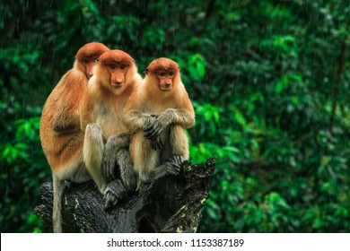 Three Hiding Proboscis Monkeys looking in the trees, Borneo, Malaysia - Powered by Shutterstock