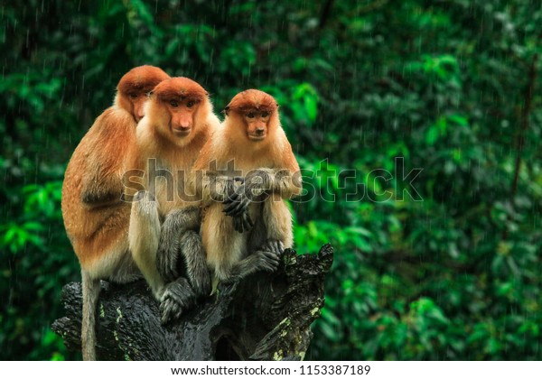 Three Hiding Proboscis Monkeys looking in the\
trees, Borneo, Malaysia
