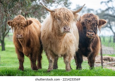 Three highland cows looking at the camera.