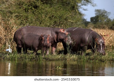 Three hippopotamuses are standing near a serene lake, surrounded by a dense array of vegetation - Powered by Shutterstock