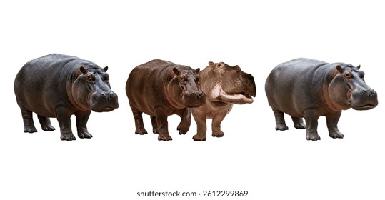 Three Hippopotamuses in Various Poses Isolated on a White Background