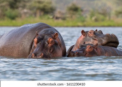 three hippopotamus,Hippo family,Wildlife, Wild animals, National Park,Hippopotamus in water
