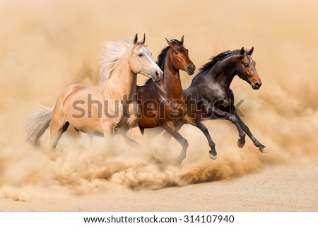 Three horse run in desert sand storm
