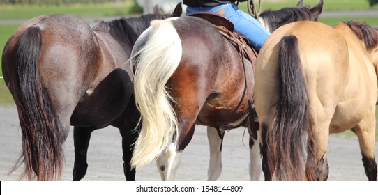 Three horse tails.  Rear view With rider on one 