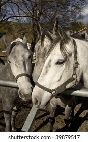 Three horses