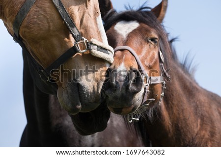 Three horses affectionately rub their noses together. They seem to like each other, maybe even kiss, they love each other. They are hugging under a blue sky