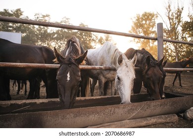 Three horses are drinking water. Horse portrait