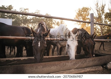 Three horses are drinking water. Horse portrait