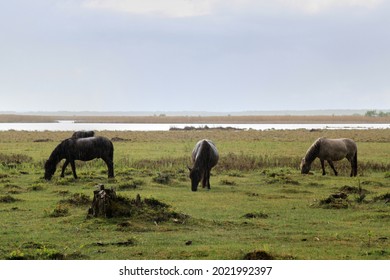Three horses eating in a field. High quality photo. Selective focus
