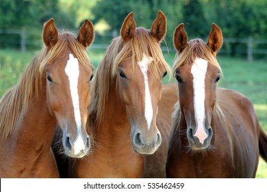  Three of horses in front of you looking face to face against corral fence summertime rural scene