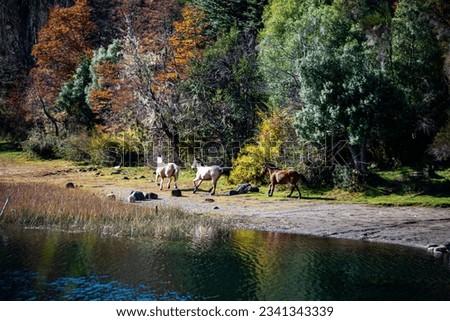 Three horses galloping on the banks of Lake Hess, located in the Manso River basin and, consequently, the Pacific Ocean.