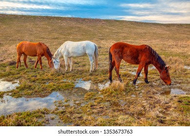 Three Horses Grazing On The  Wet Meadow