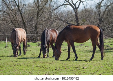 500 Horse rump Images, Stock Photos & Vectors | Shutterstock