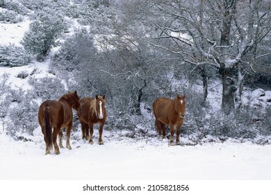 Three Horses In A Mountain Snowy Pasture, Equus Caballus, Equidae