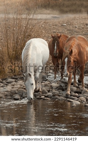 three horses one grey horse and two chestnut quarter horses at river gray horse drinking from water in creek or stream vertical equine image room for type and masthead horses outdoors on horse ranch 