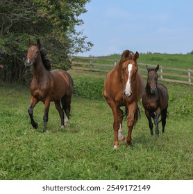 three horses running free in field of green grass in pen paddock or pasture of farm barn stable one chestnut horse with white blaze and two bay horses together in herd at boarding stable outdoors run - Powered by Shutterstock