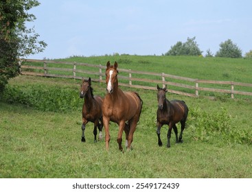 three horses running free in field of green grass in pen paddock or pasture of farm barn stable one chestnut horse with white blaze and two bay horses together in herd at boarding stable outdoors run - Powered by Shutterstock