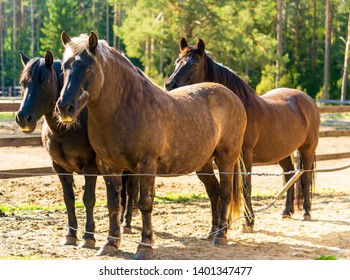Three horses in the stable