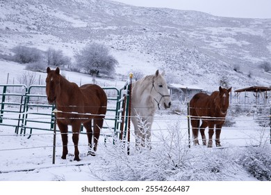 Three horses stand on snow-covered ground in winter
 - Powered by Shutterstock