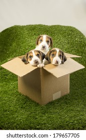 Three Hound Mix Puppy Dogs Appear From Inside A Box (spring Time Puppies, Puppy Mill, Mail Order Dog Sales, Pet Adoption/rescue)