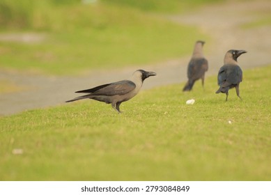 Three house crows foraging on vibrant green grass in a peaceful park setting during a bright sunny day outdoors with soft natural daylight focusing on wildlife behavior