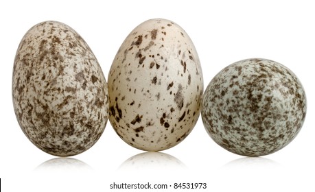 Sparrow Eggs Images Stock Photos Vectors Shutterstock