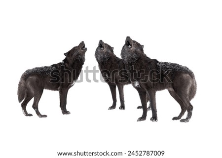 three howling wolf winter isolated on a white background.
