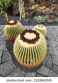 Drei riesige Golden Barrel Cacti