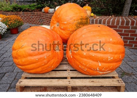 Three huge pumpkins on a pallet on display in the foreground with other pumpkins and gourds in the background outdoors in autumn