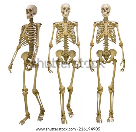 three human skeletons isolated on white background