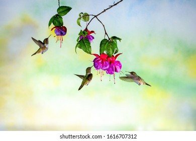 Three Hummingbirds Flying Around Fuchsia Flowers