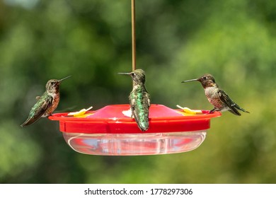 Three Hummingbirds On A Hummingbird Feeder In Nature