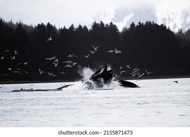 Three Humpback Whales bubble feeding near Hoonah, Alaska May 5, 2022, captured with its mouth wide open