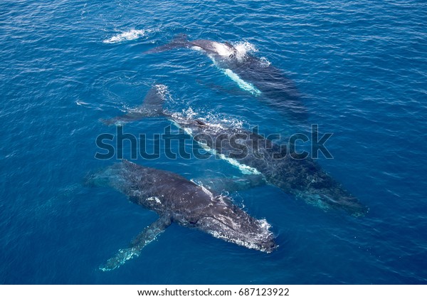 Three Humpback\
whales in profile in the\
water,
