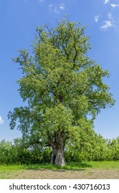 Three hundred years old large poplar 