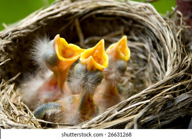 Three hungry baby Robins in a nest wanting the mother bird to come and feed them, copy space