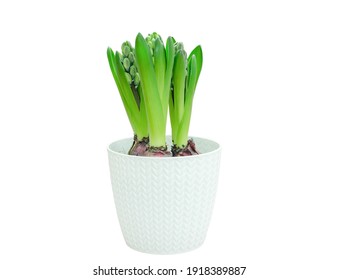 Three Hyacinth Plants In A White Pot With Buds Isolated On White Background