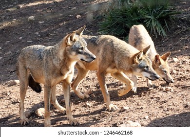 Three Iberian Wolves - Wild Andalucia