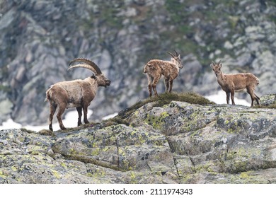 Three ibexes in the mountains of the Swiss Alps. 