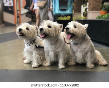 Three Identical Dogs Facing The Same Direction