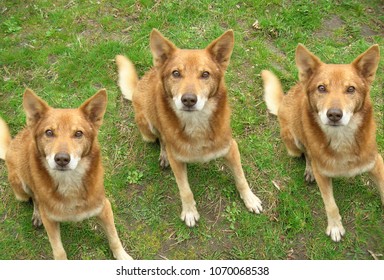 Three Identical Dogs Look At The Camera