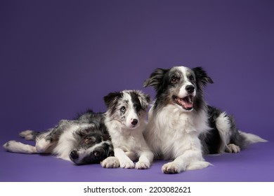 Three Identical Dogs Together. Blue Marble On A Violet Background. Border Collie Family In Studio 