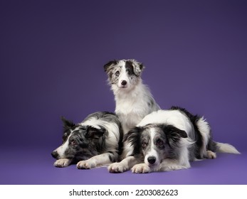 Three Identical Dogs Together. Blue Marble On A Violet Background. Border Collie Family In Studio 