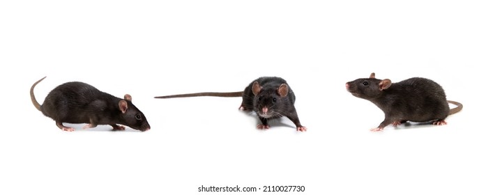 Three images of a black rat in different poses, isolated on a white background. Pet and care. Rodents, home rats. Selective focus