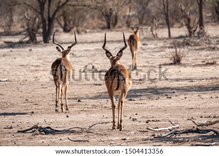 Similar – Image, Stock Photo two from behind Antelope