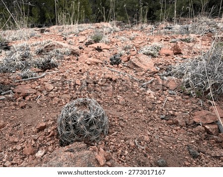 A three inch diameter spiny star cactus, growing on a mountain slope. Surrounded by granite and piñon pine cones. Santa Fe NM 2026