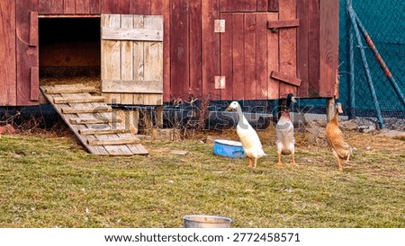 Three Indian Runner ducks with their characteristic upright posture standing in a farmyard next to a rustic wooden poultry house with a ramp. Authentic rural scene of free-range domestic waterfowl on a traditional eco farm.
