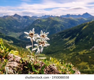 Three individuals, three very rare edelweiss mountain flower. Isolated rare and protected wild flower edelweiss flower (Leontopodium alpinum) growing in natural environment high up in the mountains.