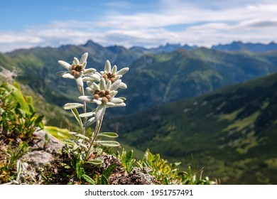 Tres individuos, tres flor edelweiss de montaña muy rara. Flor de edelweiss de flores silvestres aisladas y protegidas (Leontopodium alpinum) que crece en un ambiente natural alto en las montañas.